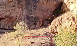 Malatya’da sürü halindeki yaban keçileri görüntülendi