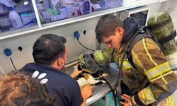 Mazgala düşen kayıp köpek ve yangında mahsur kalan kediler itfaiyenin çabasıyla kurtarıldı