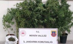 Mersin’de kenevir ekip uyuşturucu üreten şüpheli yakalandı