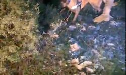 Muğla’da piyasa değeri 4 milyon TL olan uyuşturucu ele geçirildi