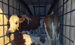 Muş’ta çalınan büyükbaş hayvanlar jandarma kontrolüne takıldı