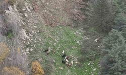 Osmaniye’de kaybolan 15 koyun dron ile bulundu