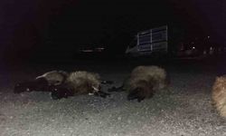 Otomobil sürüye çarptı, 8 koyun telef oldu
