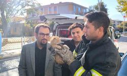 Otomobilin motor kısmına sıkışan yavru kedi itfaiye ekiplerince kurtarıldı