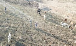 Refahiye’de kaybolan hayvanlar bulunarak sahibine teslim edildi