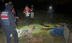 Samsun’da çöp konteynerinde 9 telef olmuş köpek bulundu