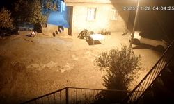 Şanlıurfa’da sırtlanlar tavuk kümesine girdi: Horoz ve tavukları çaldı