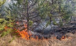 Sarıkamış ormanlarında örtü yangını