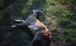 Seydişehir’de kaçak yaban keçisi avına 1 milyon 880 bin TL ceza