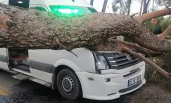 Seyir halindeki minibüsün üstüne ağaç devrildi