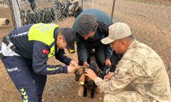 Siirt’te hayvan kazalarının önlenmesi için sürüye "reflektif bant" takıldı
