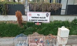 Tekirdağ’da yasa dışı hayvan üretimine ağır ceza