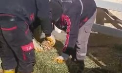 TJK Şanlıurfa Hara ve Aşım İstasyonu’nda skandal görüntüler