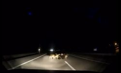 Tokat’ta otomobil sürüye çarptı: 12 koyun telef oldu