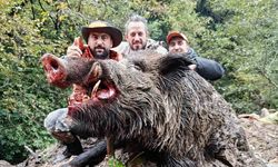 Trabzon’da sürek avında 300 kg’lık domuz fişeklerin hedefi oldu