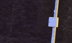 Bursa'da ayılar, çöp konteynerlerini talan etti