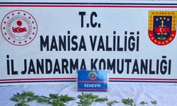 Üzüm bağında kenevir ele geçirildi