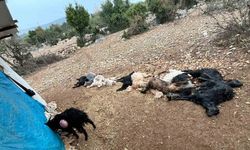 Yabani hayvan saldırısında 12 küçükbaş hayvan telef oldu