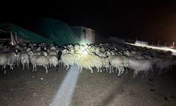 Yoğun siste kaybolan 200 koyun drone destekli aramayla bulundu