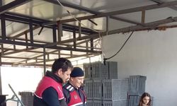 Zeytin hırsızlıklarının karşı denetim