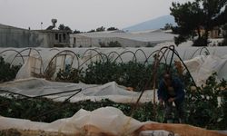 Meydana gelen hortumda 30 sera zarar gördü