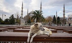 İstanbul'da da sokak köpeklerini beslemek yasaklandı