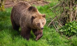 hükümet, ayı saldırılarına karşı ek bütçe teklifi sunmayı planlıyor