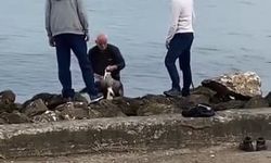 Mudanya sahilinde oltaya takılan martıyı vatandaş kurtardı