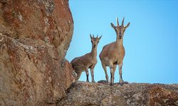 Yaban keçisi öldüren kişiler cezasız kalmadı!