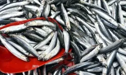 Balıkçıların yüzünü hamsi güldürdü