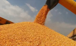 TMO'nun stokları hasat dönemine kadar yeterli