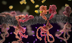 Bilim Dünyası Heyecanlı: Lösemide Yeni Tedavi Umut Veriyor