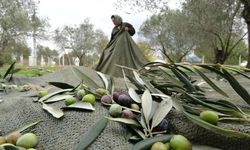 Zeytinde rekolte alarmı