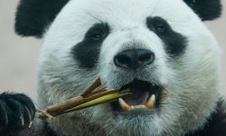 Fransa'nın panda diplomasisi