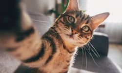 Kediler ilk ne zaman ve nerede evcilleşti?