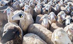 Türkiye'nin dibinde korkutan salgın!