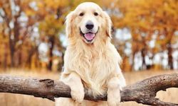 Boşanma davasında köpek ‘Poni' kararı velayeti belli oldu