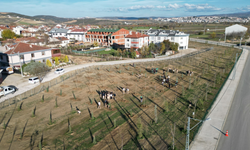 İnegöl'den yeşil seferberlik