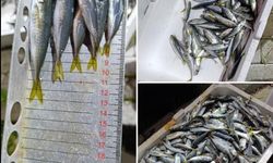 Bursa'da küçük boyda avlanan balıklara el konuldu