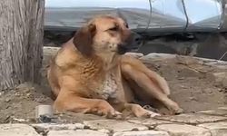 Bursa’da köpeğin uluması gündem oldu!