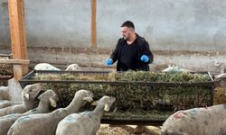 10 hayvanından 4'ü kalan Bursalı üretici 1,5 milyon lira zarar etti