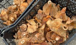 Bursa'da fiyatı 300 liradan 100 liraya düştü