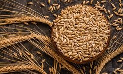 Bursa'da kuraklık işe yaradı!