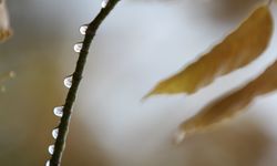 Yağışlar Bursalı çiftçilerin yüzünü güldürdü