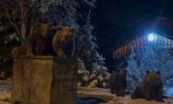 Bursa'da kış uykusuna yatmayan ayılar!