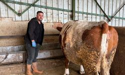 Yenişehir’de Şap Krizi Derinleşiyor: Üretici Afşar Zararını Böyle Anlattı