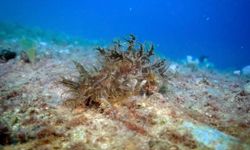 Bursa'da hayalet ağlarla mücadele