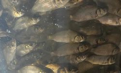 Türkiye nüfusu kadar balık deniz ve göllere bırakıldı