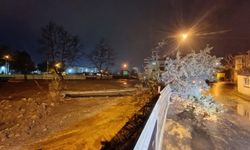 Bursa'da rüzgarın etkisiyle ağaç devrildi