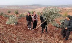 Adıyaman’da 10 bin ağaç kırılarak yok edildi